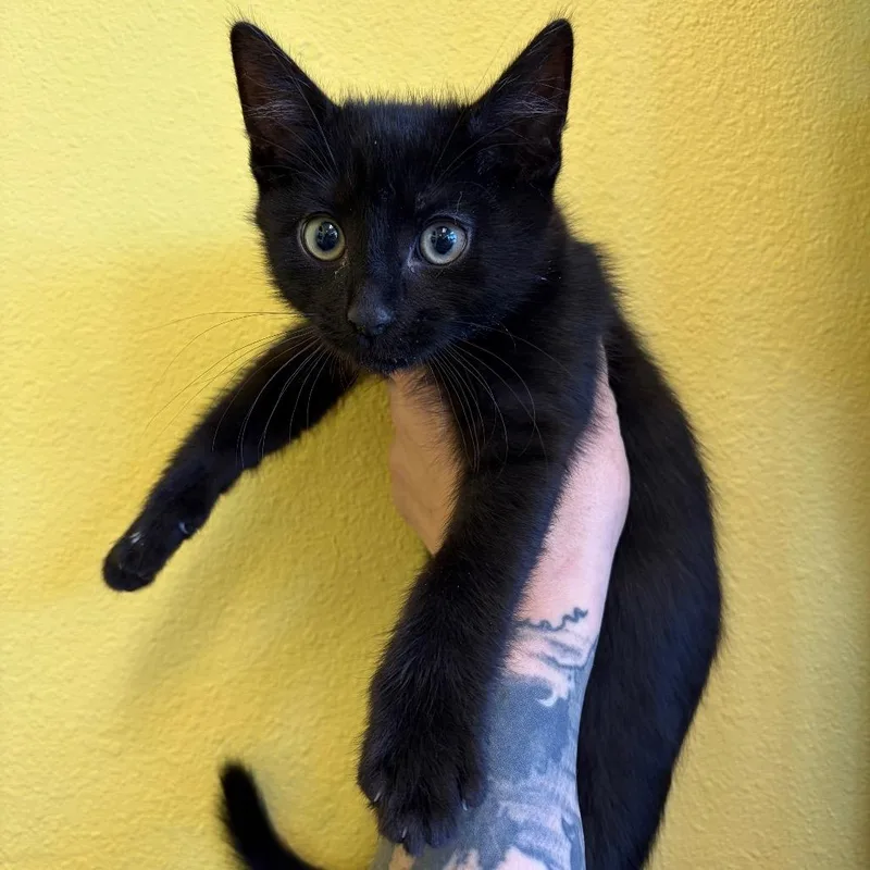 A baby small-sized male Black Domestic Short Hair cat named Clank for adoption in Webster, TX