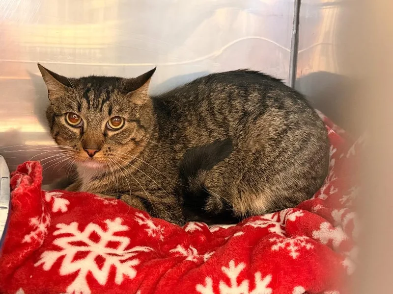 An adult medium-sized male Domestic Short Hair cat named Hercules for adoption in Gillette, WY