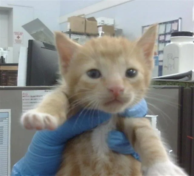 A baby medium-sized male Domestic Short Hair cat named Flamin for adoption in Dallas, TX