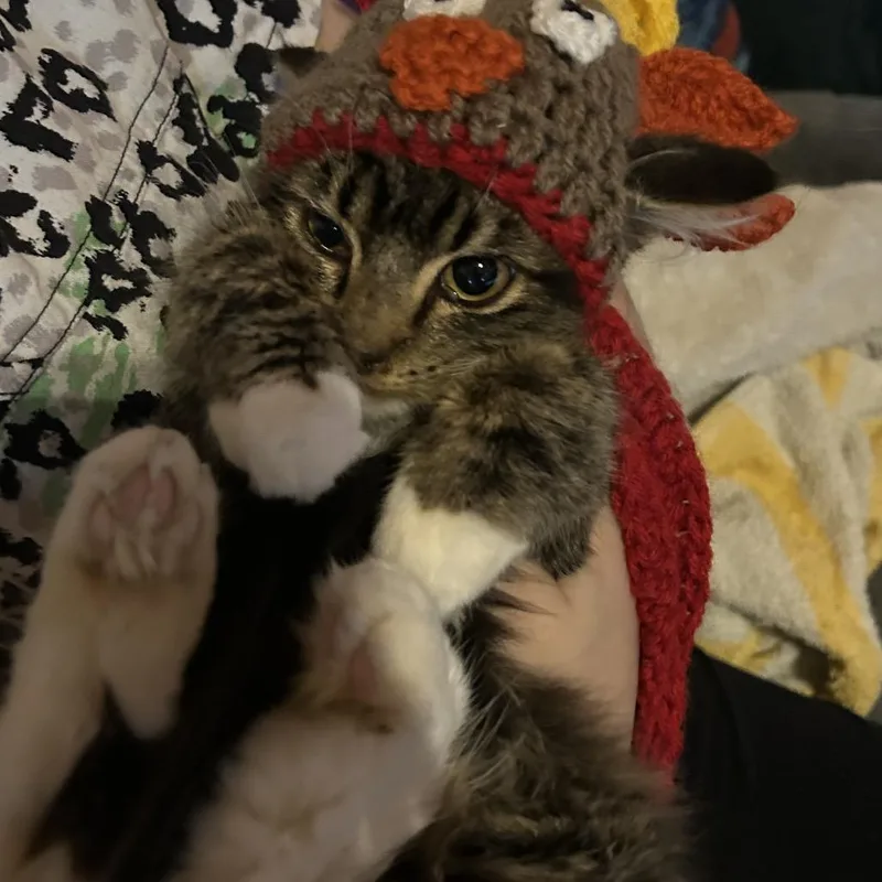 A young small-sized male Brown / Chocolate Domestic Medium Hair cat named Moban for adoption in Veneta, OR