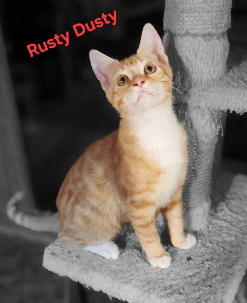 A baby small-sized male Domestic Short Hair cat named Rusty Dusty for adoption in Dallas, TX