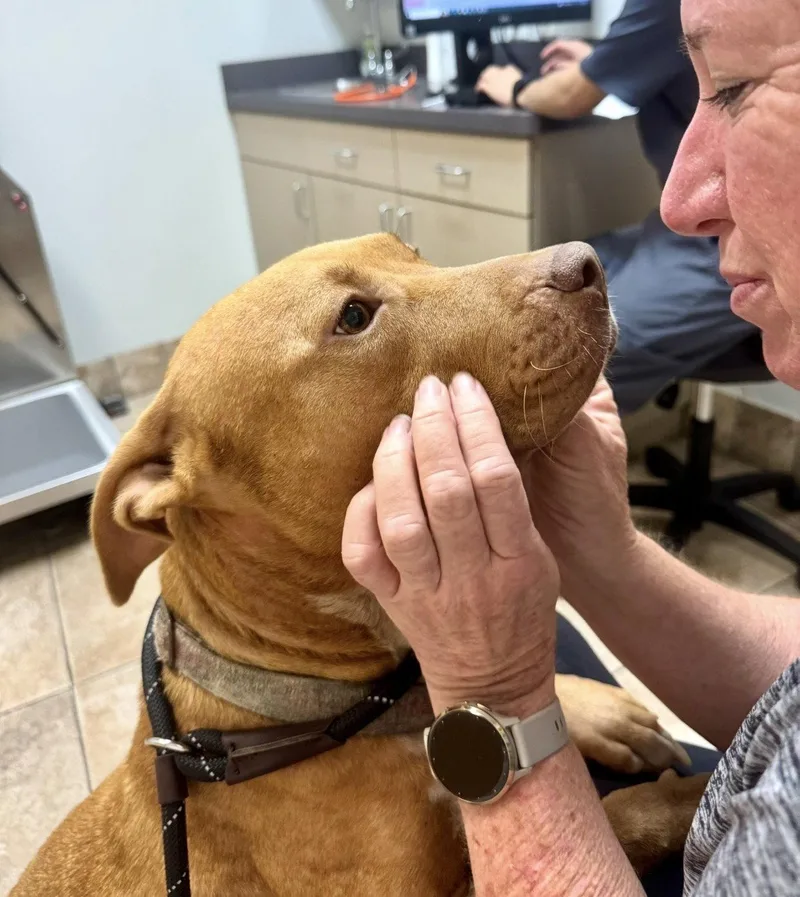 An adult medium-sized female Rhodesian Ridgeback dog named Hope for adoption in Houston, TX