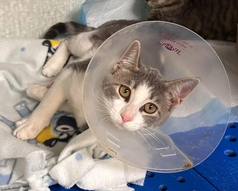 A baby medium-sized female Gray & White Domestic Short Hair cat named Bendy for adoption in Danville, IN