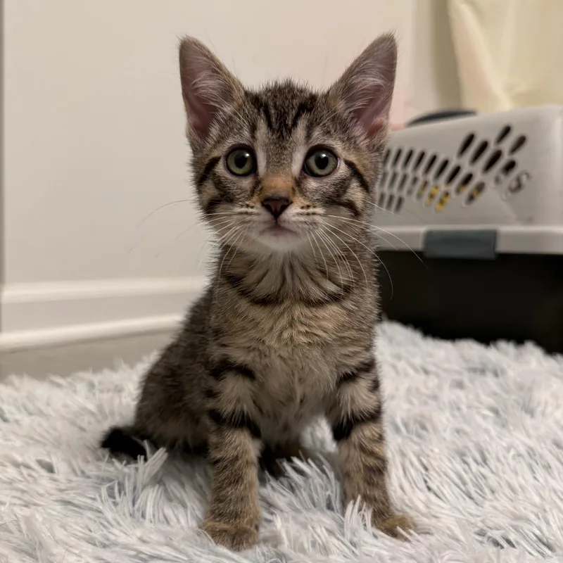 A baby small-sized female Brown / Chocolate Domestic Short Hair cat named Venus for adoption in South Elgin, IL