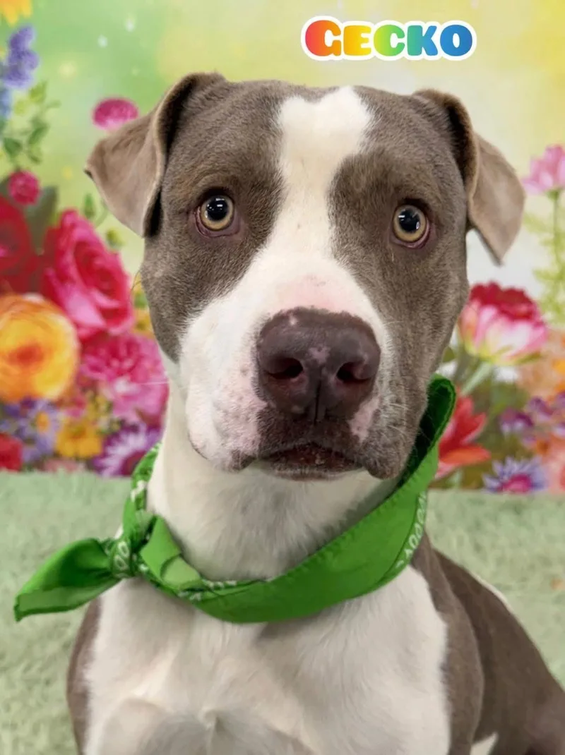 An adult medium-sized male Gray / Blue / Silver Mixed Breed dog named Gecko for adoption in Flint, MI