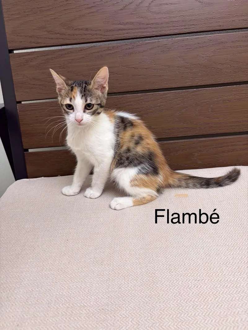 A young small-sized female Domestic Short Hair cat named Flambe for adoption in Port Lavaca, TX