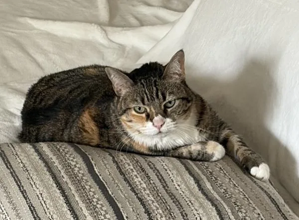 Mazzie