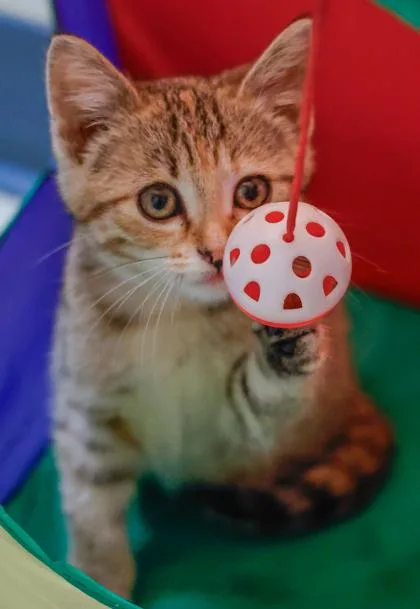 A baby small-sized female Domestic Short Hair cat named Lori for adoption in Baraboo, WI