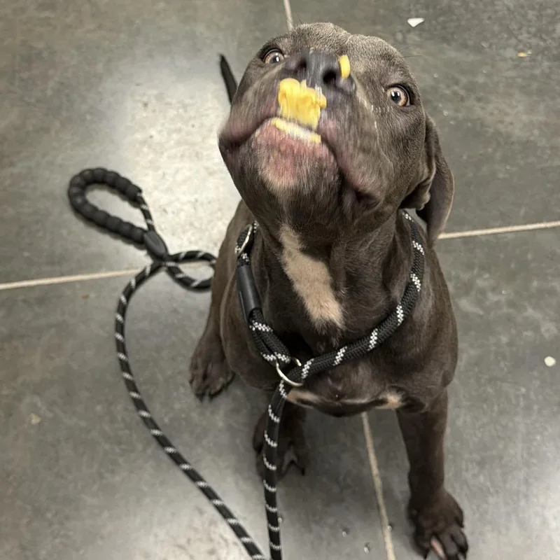 A young medium-sized female Gray / Blue / Silver Mixed Breed dog named Velvet for adoption in Dickinson, TX