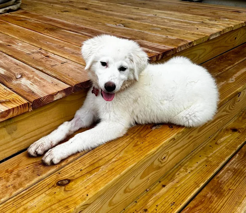 A baby large-sized female White / Cream Great Pyrenees dog named Legacy for adoption in Kiowa, OK