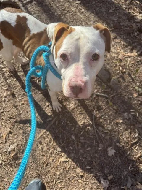 An adult medium-sized female Pit Bull Terrier dog named Brookie for adoption in Chapel Hill, NC