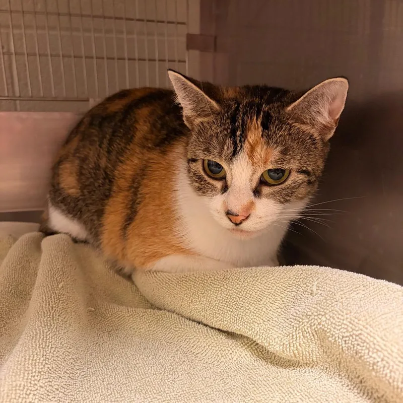 An adult medium-sized female Torbie Domestic Short Hair cat named Lucia Mar for adoption in Bristol, IN