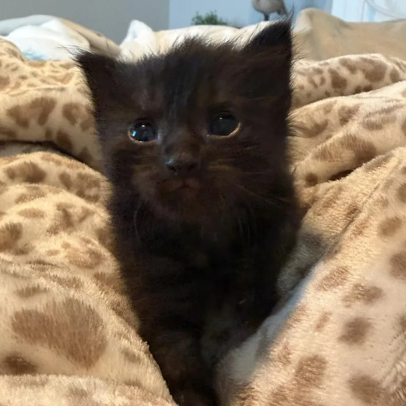 A baby small-sized male Domestic Short Hair cat named Merlin for adoption in Englewood, FL