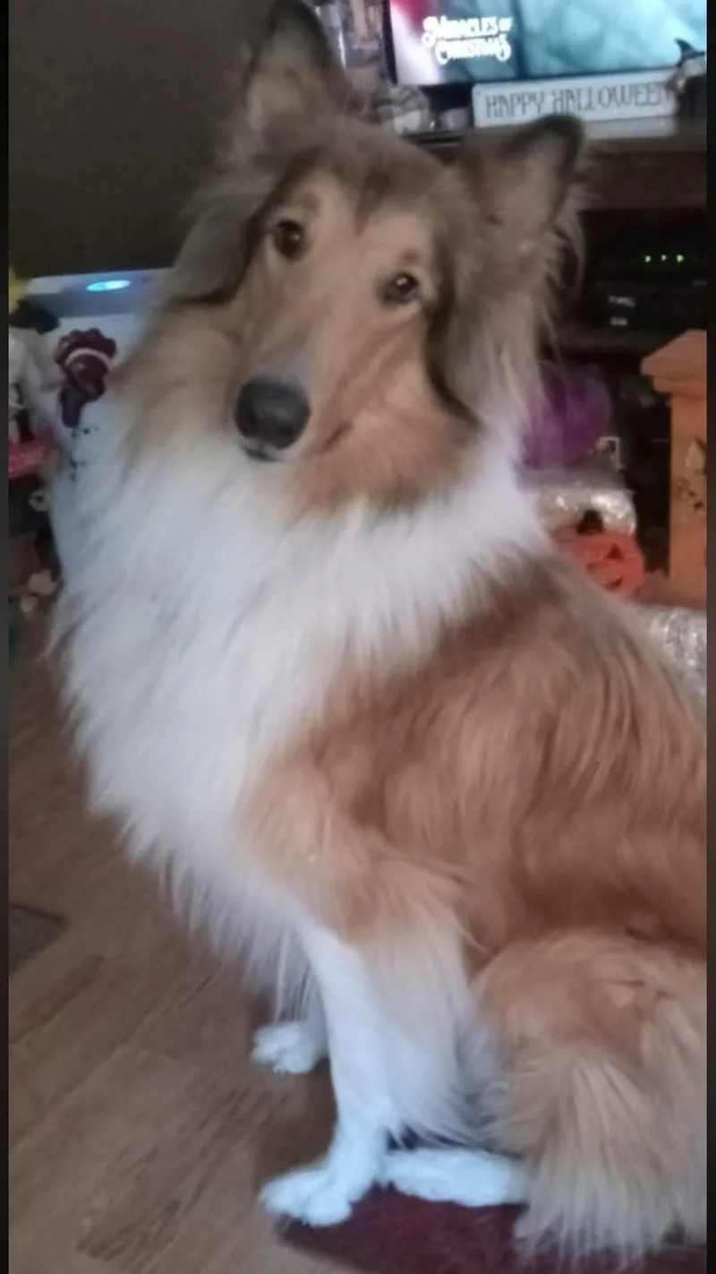 An adult large-sized male Collie dog named Brodie for adoption in Chantilly, VA