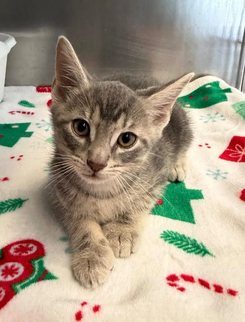 A baby medium-sized male Domestic Short Hair cat named Steven for adoption in Pomona, NY