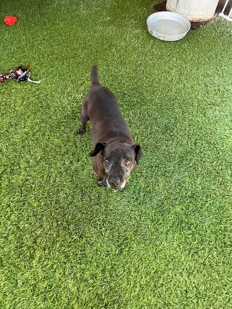 An adult small-sized female Mixed Breed dog named Maddie for adoption in Newman, CA