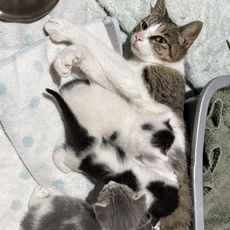 An adult medium-sized female White Domestic Short Hair cat named Electra for adoption in Philadelphia, PA