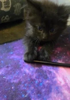 A baby small-sized female Domestic Short Hair cat named Sunny for adoption in Charlotte, NC