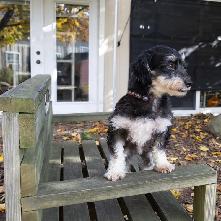 A senior small-sized female Black Yorkshire Terrier dog named Ellie Mae for adoption in McKean, PA