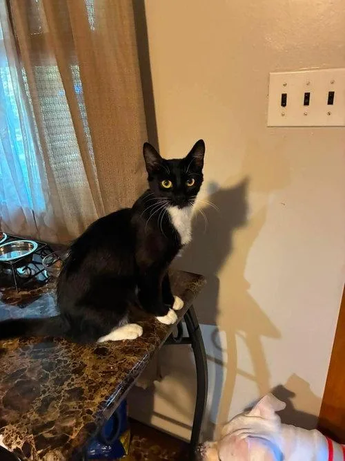 A young medium-sized female Domestic Short Hair cat named Panda for adoption in Mount Royal, NJ
