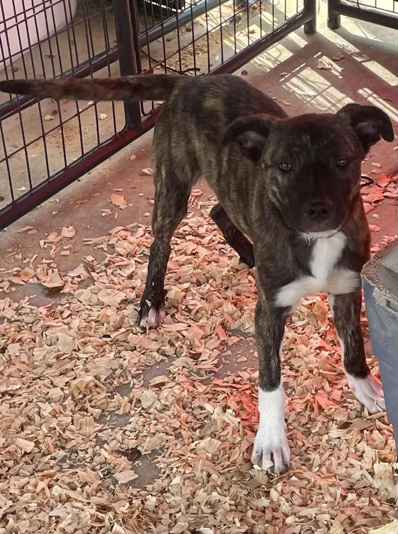 Cocoa Puff thumbnail 2