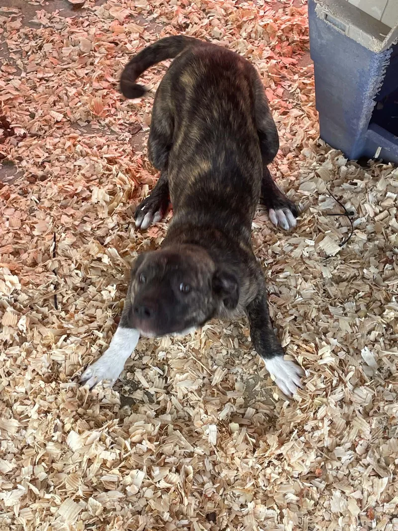 Cocoa Puff thumbnail 3