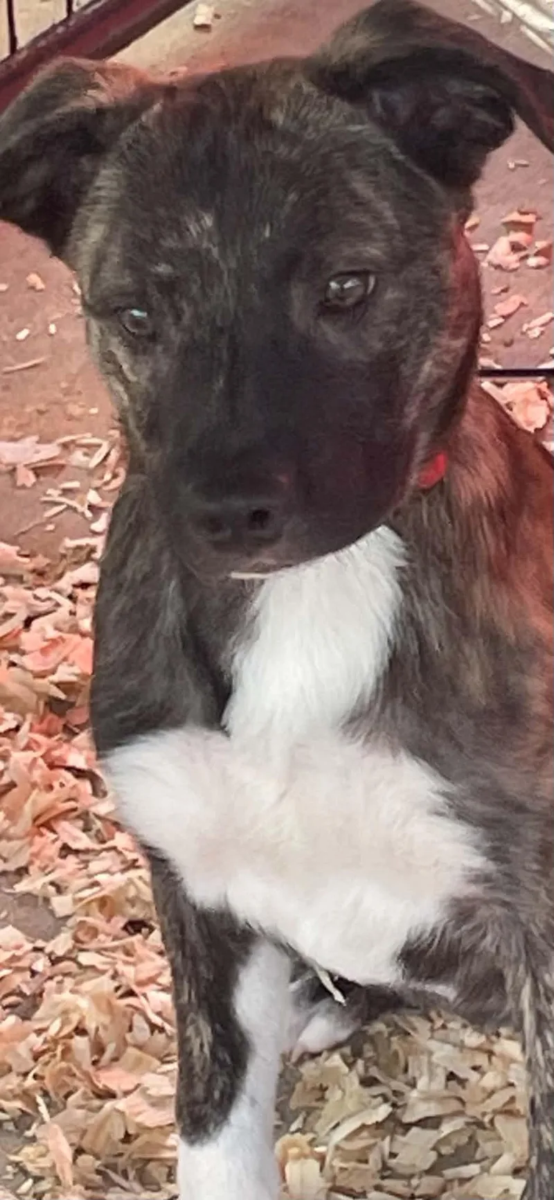 Cocoa Puff thumbnail 4