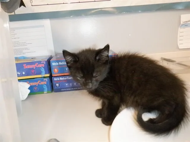 A baby small-sized male Domestic Short Hair cat named Adobo for adoption in San Jose, CA