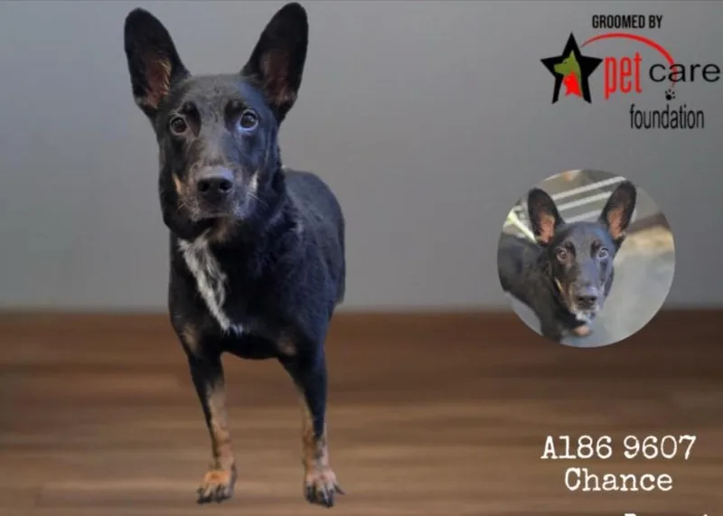 An adult medium-sized male Mixed Breed dog named Chance for adoption in Chatsworth, CA