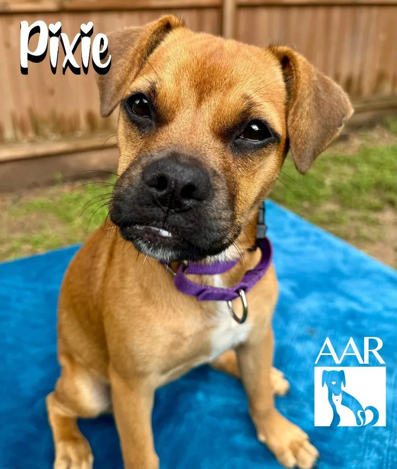 Pixie thumbnail 4