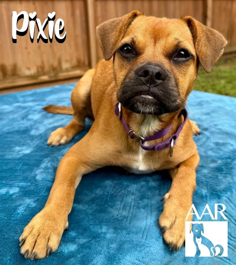 Pixie thumbnail 5