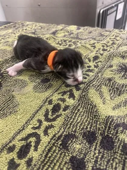 A baby small-sized male Domestic Long Hair cat named Clothesline for adoption in Roseville, CA