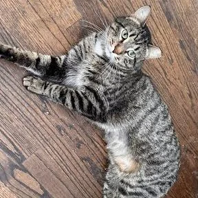 An adult large-sized male Domestic Short Hair cat named Sage for adoption in South Elgin, IL