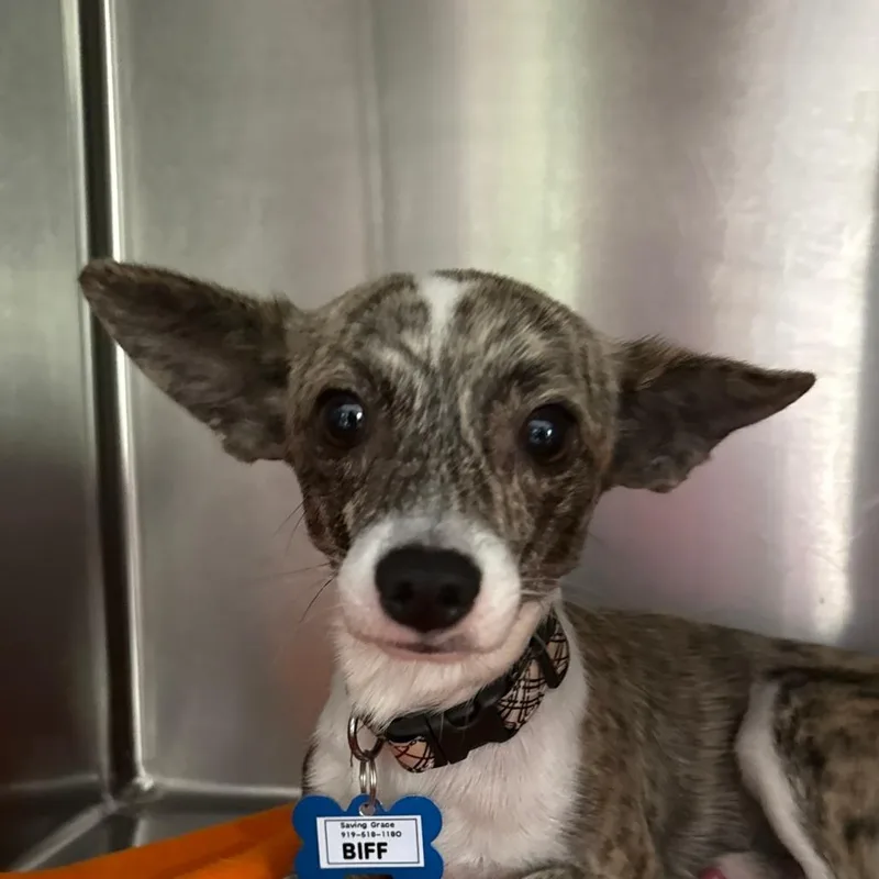 An adult small-sized male Brindle Terrier dog named Biff for adoption in Wake Forest, NC