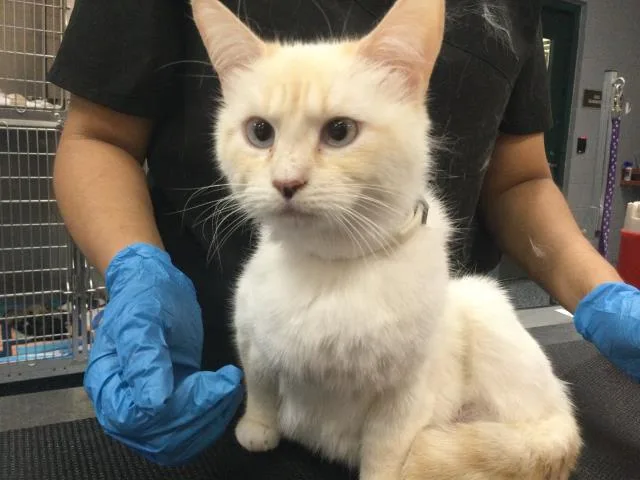 A young small-sized female Domestic Short Hair cat named Remy for adoption in Thousand Palms, CA