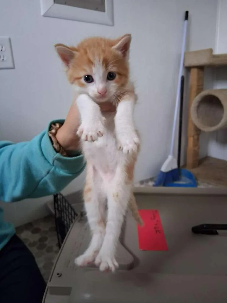 A baby small-sized male Domestic Short Hair cat named Super Fly for adoption in Hillsboro, OH