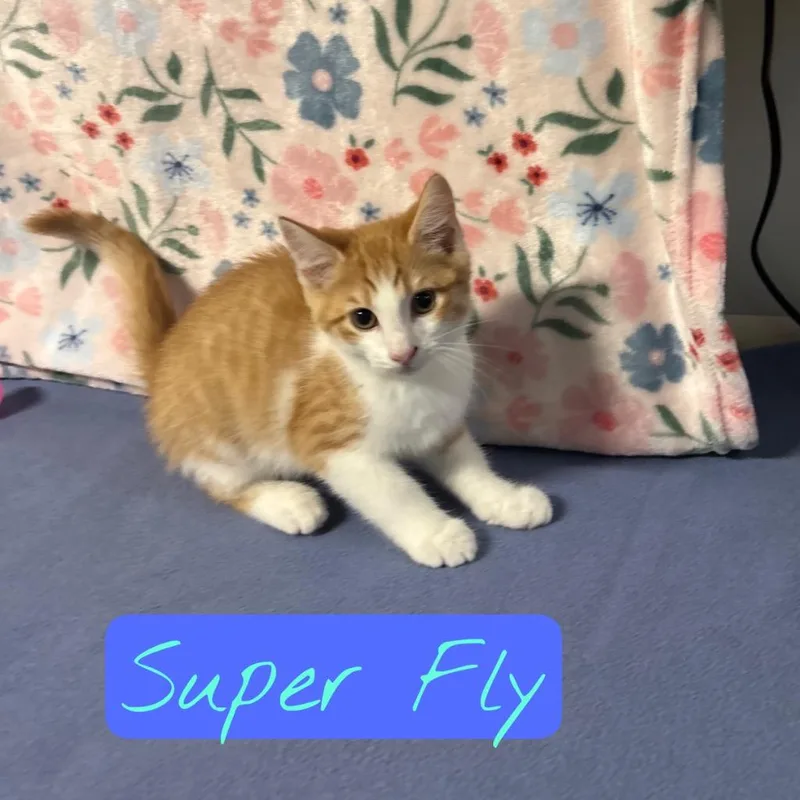 Super Fly thumbnail 2