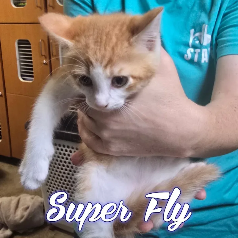 Super Fly thumbnail 3