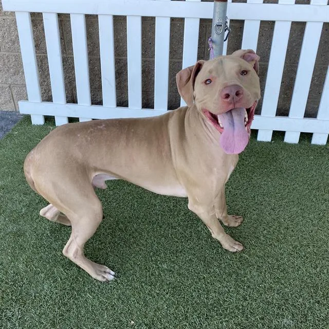 An adult large-sized male Pit Bull Terrier dog named Toad for adoption in Modesto, CA