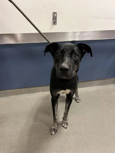 A young large-sized female German Shepherd Dog dog named Daisy for adoption in Miami, FL