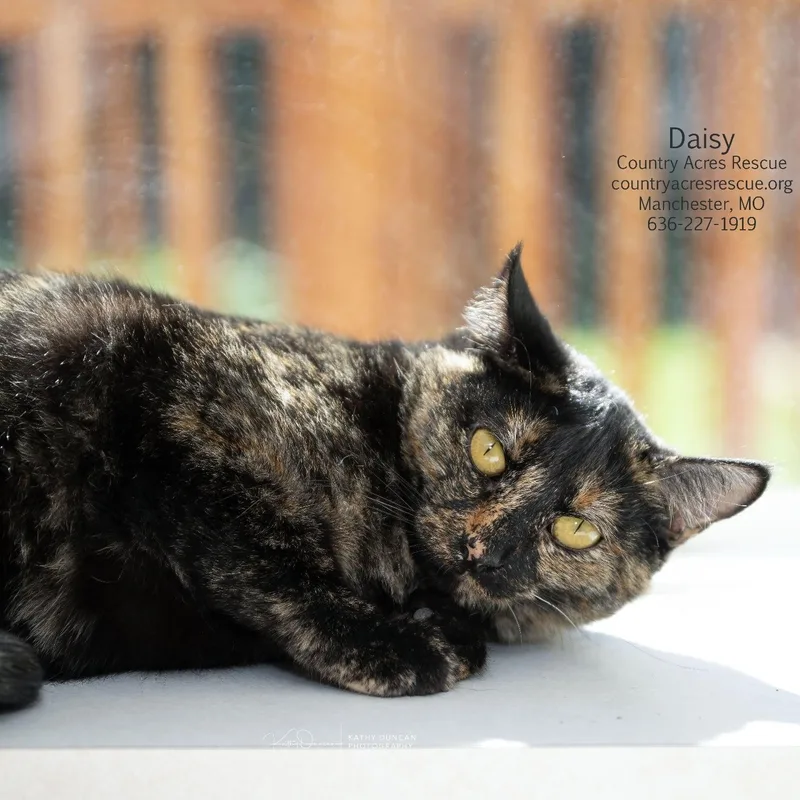 A young medium-sized female Torbie Domestic Short Hair cat named Daisy for adoption in Manchester, MO