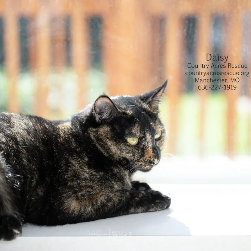 Daisy thumbnail 2