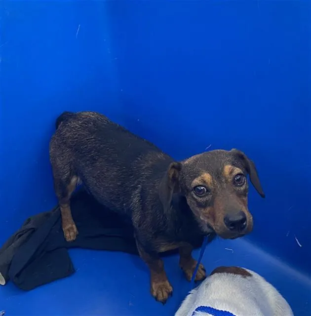 A young medium-sized female Mixed Breed dog named Sugar for adoption in Dallas, TX