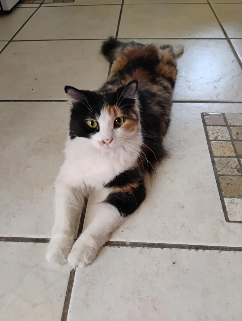 A young medium-sized female Dilute Calico Domestic Short Hair cat named Gracie for adoption in Las Vegas, NV
