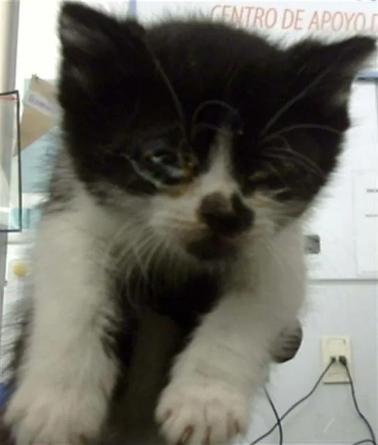 A baby medium-sized male Domestic Short Hair cat named Raison for adoption in Dallas, TX