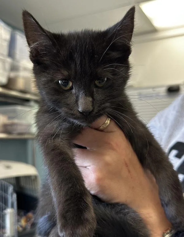 A baby small-sized male Domestic Short Hair cat named Tic for adoption in Vallejo, CA