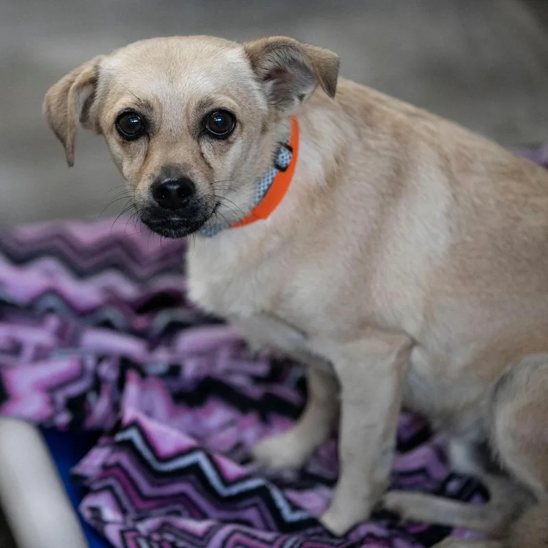 An adult small-sized male Yellow / Tan / Blond / Fawn Chihuahua dog named Tanner for adoption in Peyton, CO
