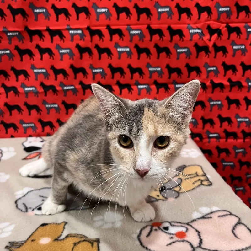 A young medium-sized female Calico Domestic Short Hair cat named Maggie for adoption in Washburn, MO