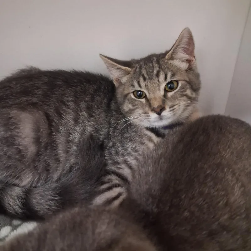 A baby small-sized female Gray / Blue / Silver Domestic Short Hair cat named Edith for adoption in Elizabeth City, NC