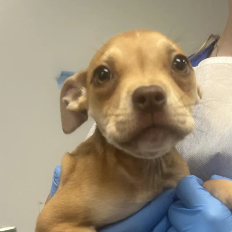 A baby small-sized female Yellow / Tan / Blond / Fawn American Staffordshire Terrier dog named Ella Langley for adoption in Greenville, SC